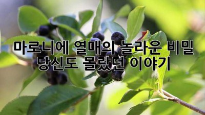 마로니에 열매의 놀라운 비밀: 당신도 몰랐던 이야기